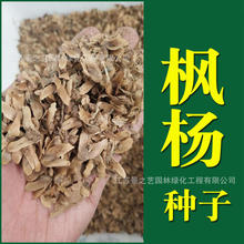 新采枫杨种子 杨树种子水麻柳种子 燕柳树种子白杨树种子蜈蚣柳