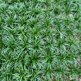 沿阶草草种-沿阶草草种批发,促销价格,产地货源 - 阿里巴巴