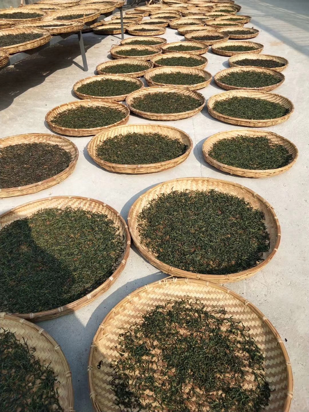易武茶区普洱茶荒野春尖2019年生态乔木茶荒山料鲜爽清甜茶饼茶叶