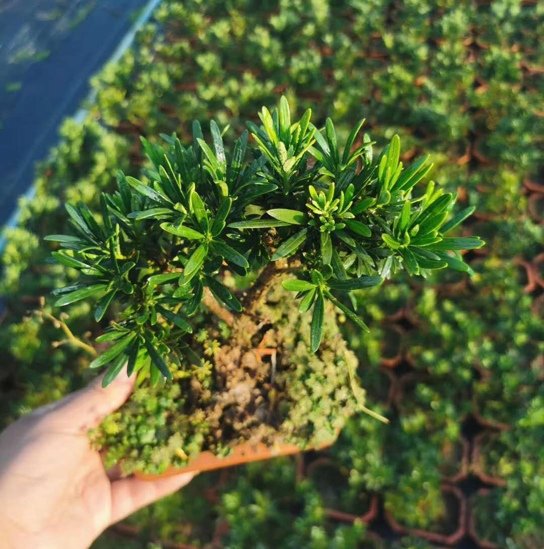 基地直供 罗汉松造型盆景 居家植物花卉盆栽 18公分罗汉松