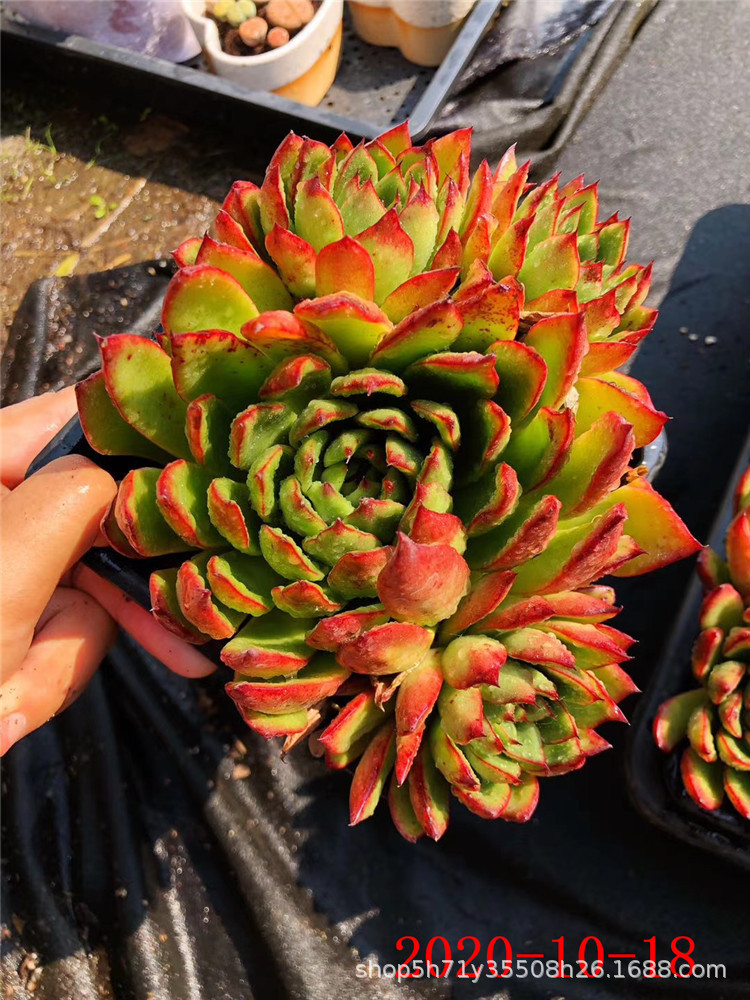 868云南多肉植物批发 雪鹰群生 姬明镜群多肉品种 金黄色状态