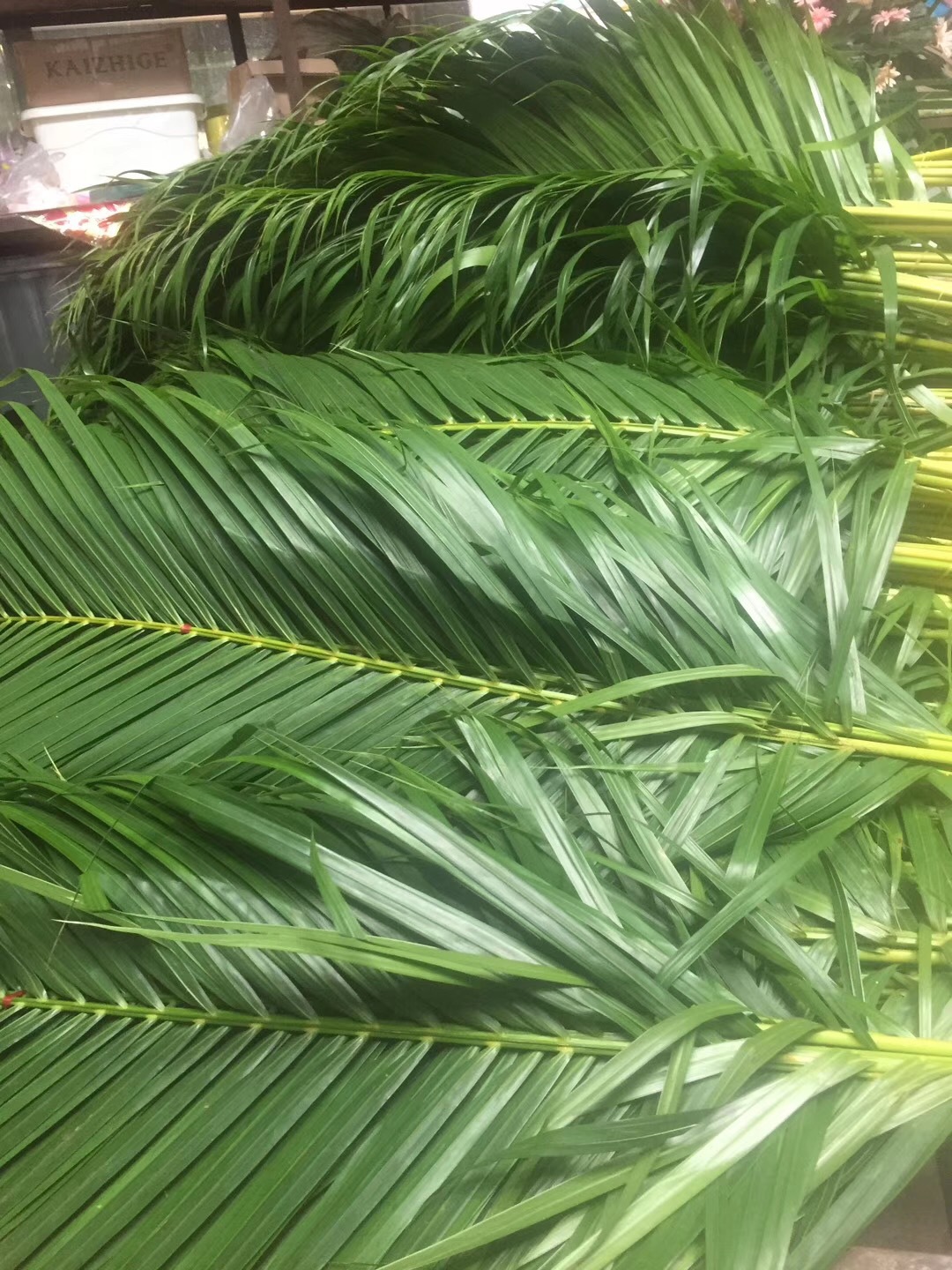 基地散尾葵中号,适合开业花篮,婚庆,婚车,拱门,餐厅摆盘门店