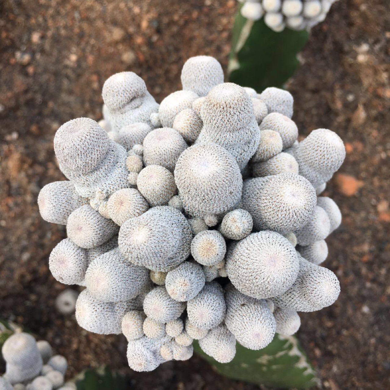 嫁接小人帽多头带三角柱仙人球多肉植物绿植小盆栽