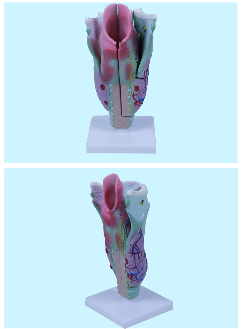 喉解剖模型(喉头放大) 生物 医学模型 生理教学实验仪器j33209