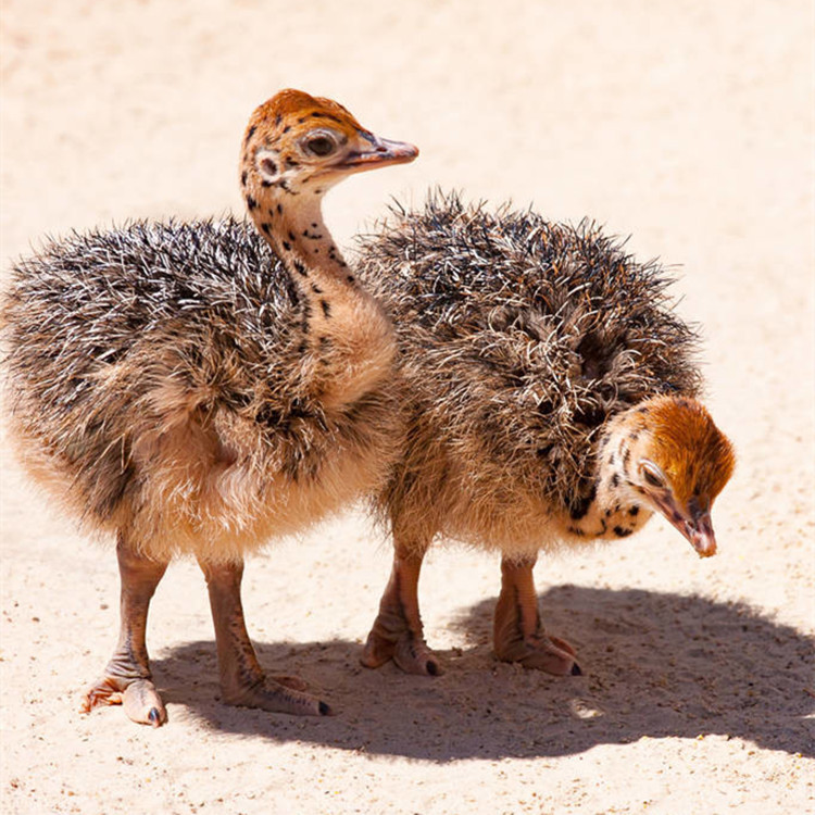 求购小鸵鸟