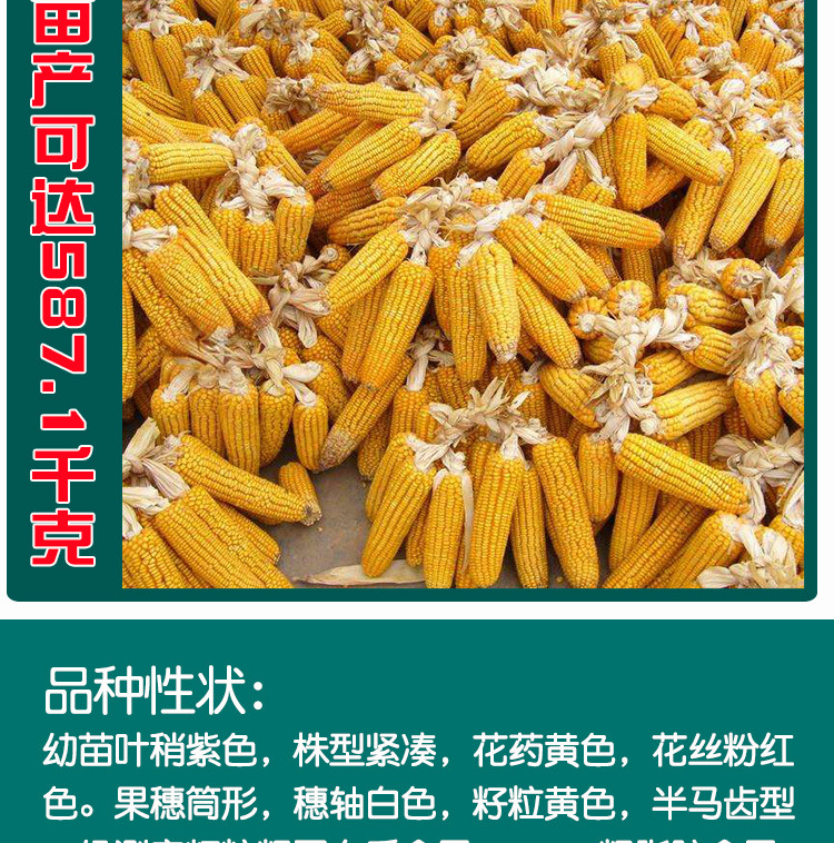 德农郑单958杂交农田玉米种子 农田菜园杂交抗旱棒子玉米籽
