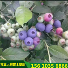 根茎粗壮品种全薄雾智力杜克蓝莓树基地供应品种绿宝石蓝莓树