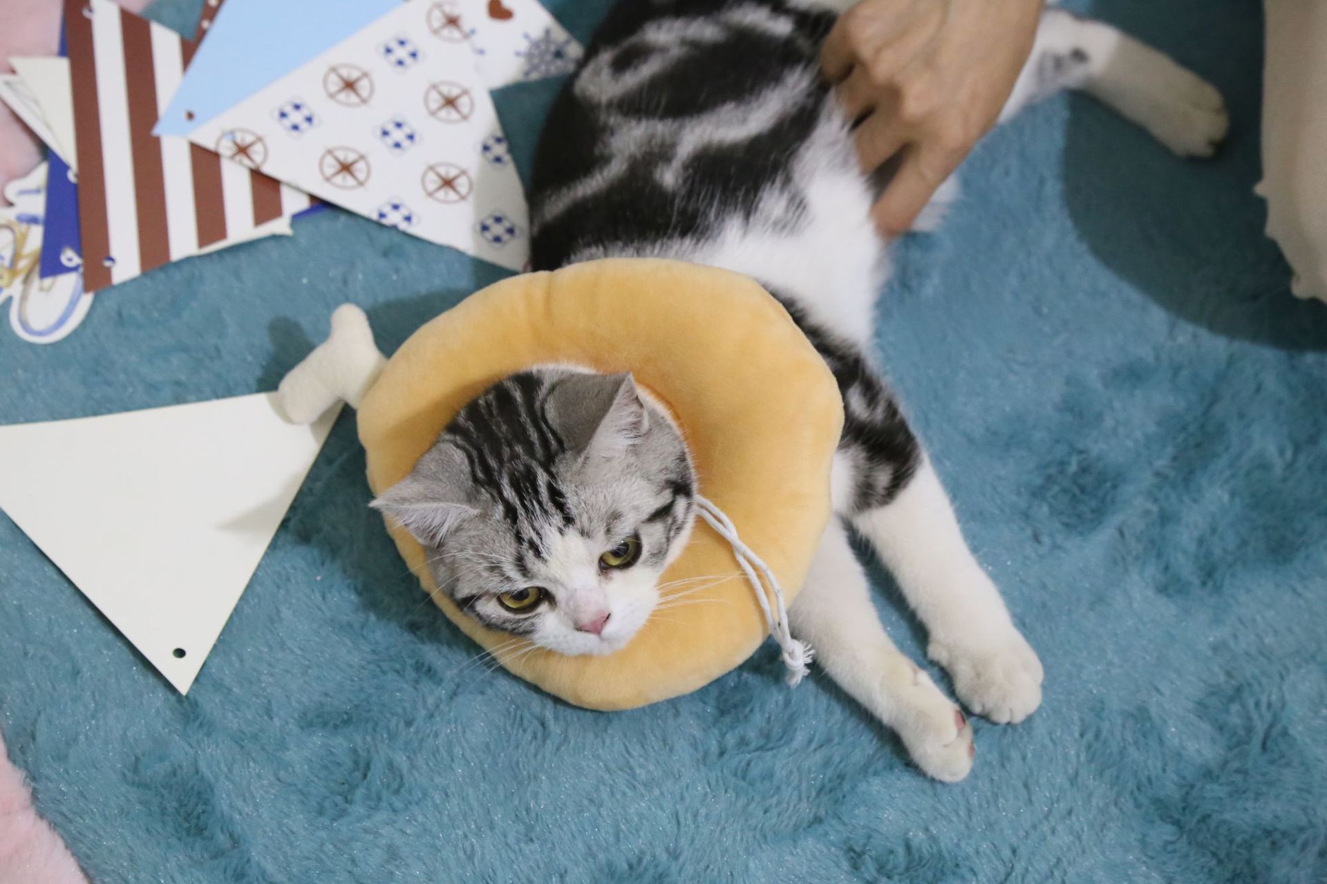 伊丽莎白圈猫圈猫咪用品防咬防舔耻辱项圈宠物猫圈脖头套鸡腿吐司
