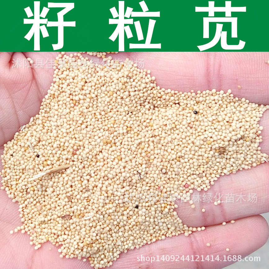 牧草种子 优质籽粒苋种子 植物饲料 千穗谷 籽粒苋 1件=1斤