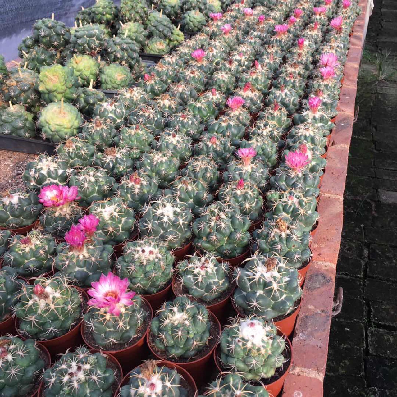 嫁接落地仙人球巨象盆栽仙人球多肉植物基地直发