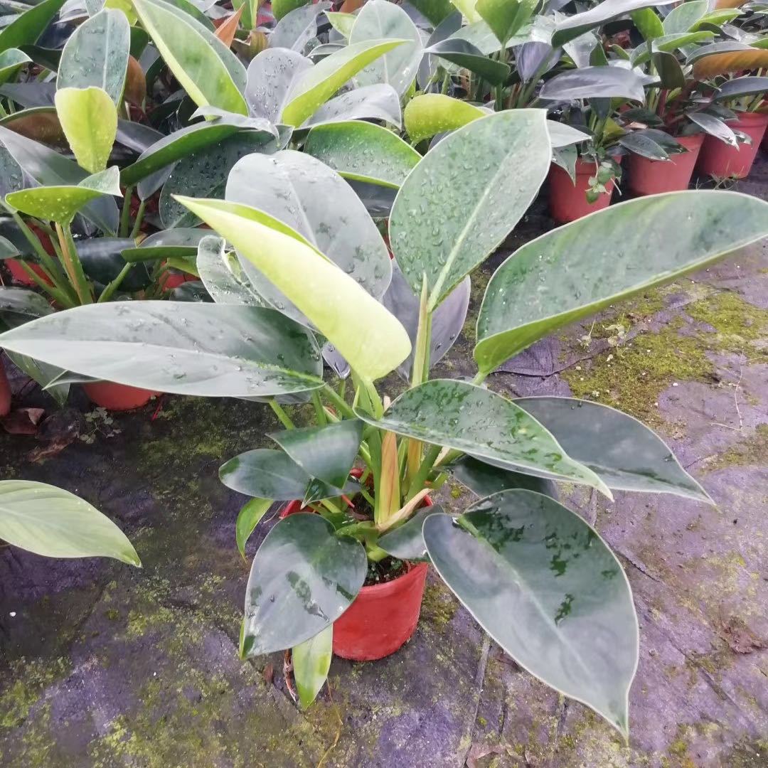 观叶植物金钻蔓绿绒种苗 基地直供 四季常青 绿墙植物 中小型盆栽