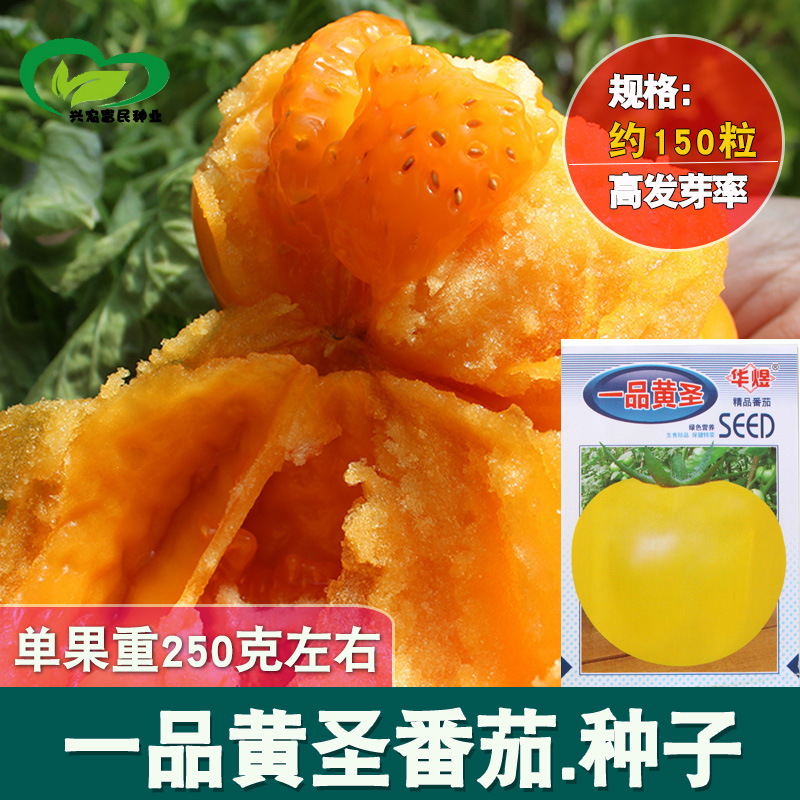 6成交2559袋参谋黄贵妃大黄番茄种子东北柿子种籽黄色西红柿种孑大果