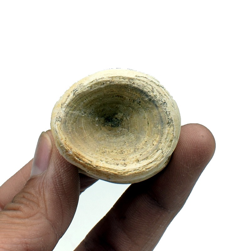 鲨鱼脊椎骨化石原石沧龙脊椎骨石古海洋生物地质科普教学标本