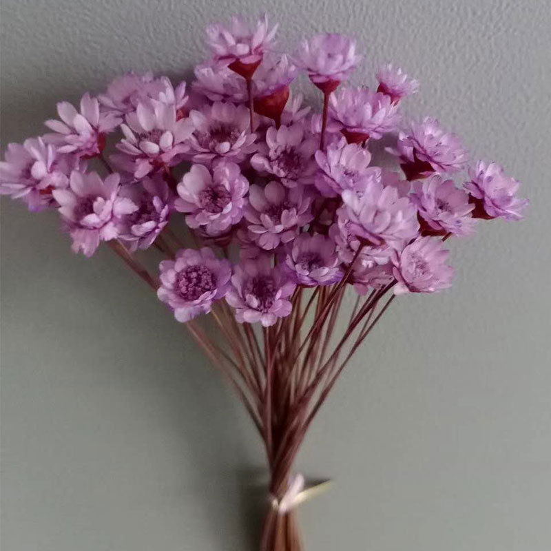 巴西小星花 永生花礼盒配花花材 干花 家居插花 拍照道具