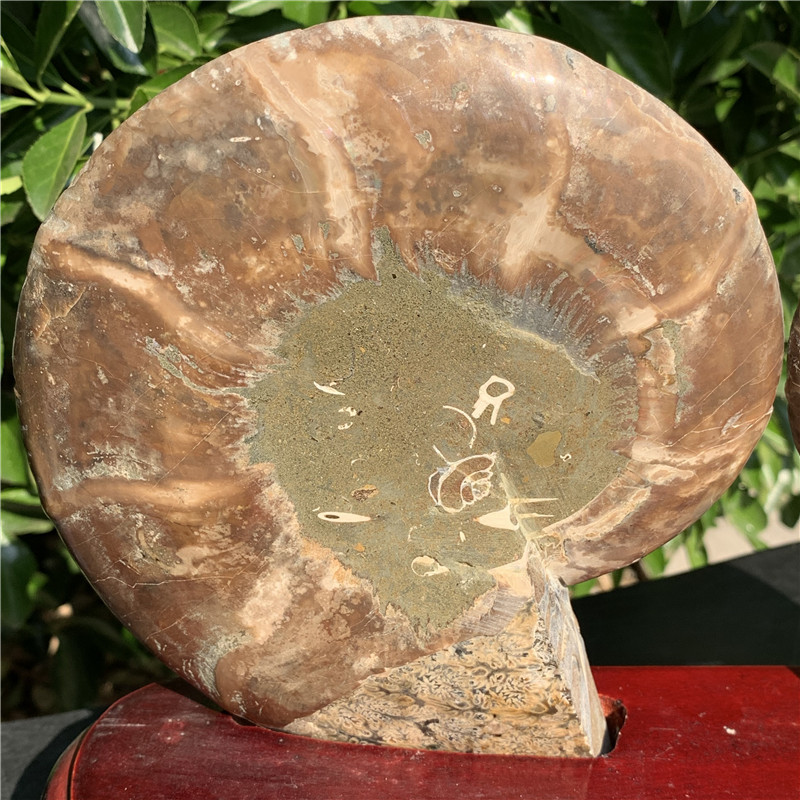 天然马达加斯加菊石摆件 开片螺化石双片螺发财螺风水摆件