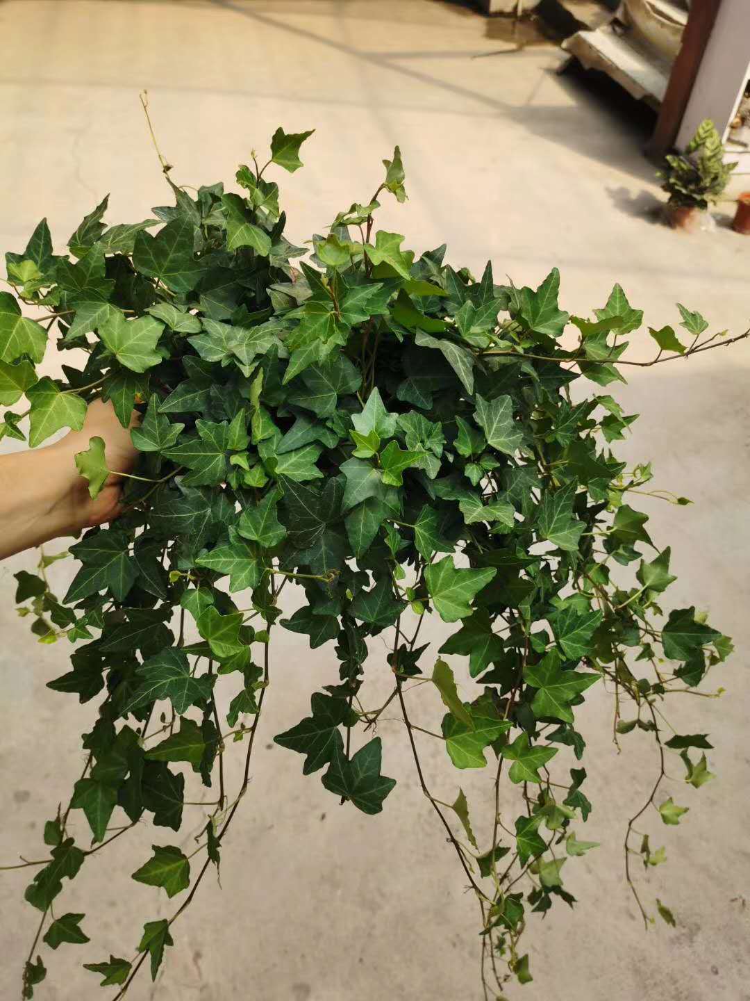 【基地直销】观叶植物小盆栽藤爬植物绿化专用(a180)常春藤