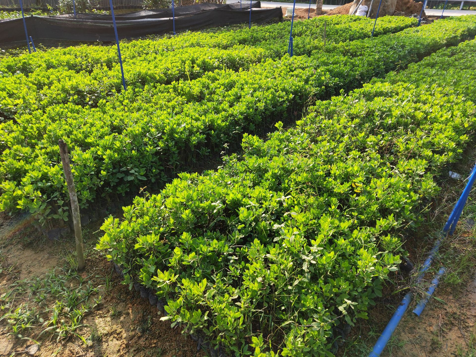 长期供应红树林植物秋茄苗木(西沙群岛绿化配套树种)