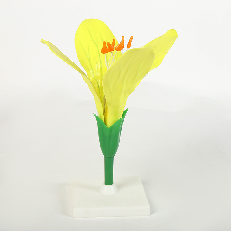 生物教学模型 桃花土豆花油菜花豌豆花模型花朵模型 厂家直供