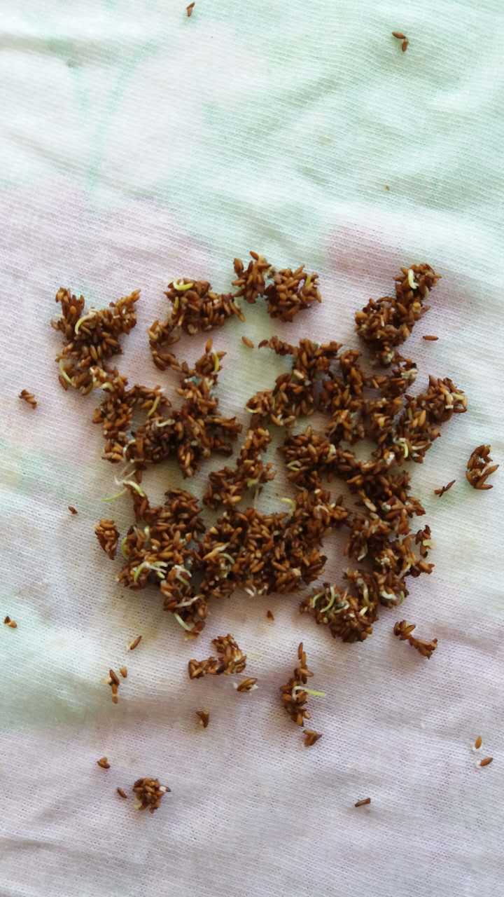 批发水生植物野生芦苇种子盐碱地治理河道治理净化(毛籽非净籽)