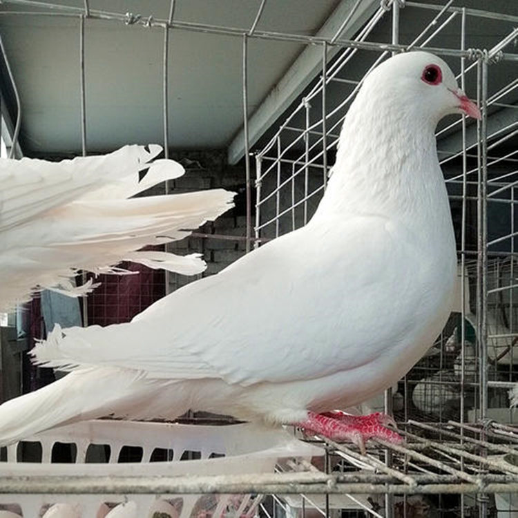 哪里有卖白羽王鸽的 白羽王鸽一年繁殖多少 如何养好白羽王鸽子
