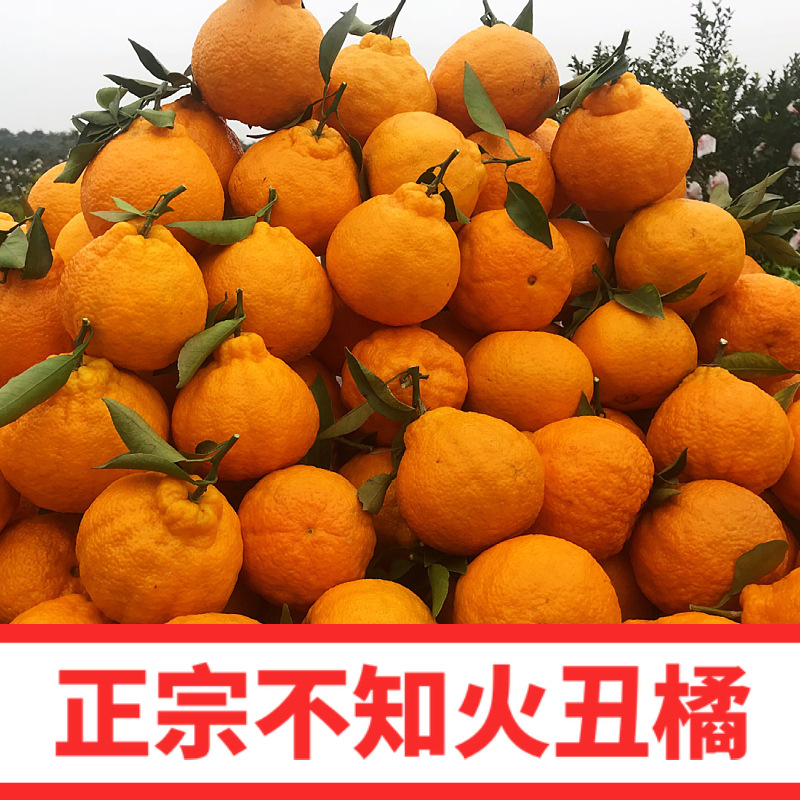 紫圣果番茄白橘不知火丑八怪桔子粉橘番茄出品红圣女番茄相似带箱10斤