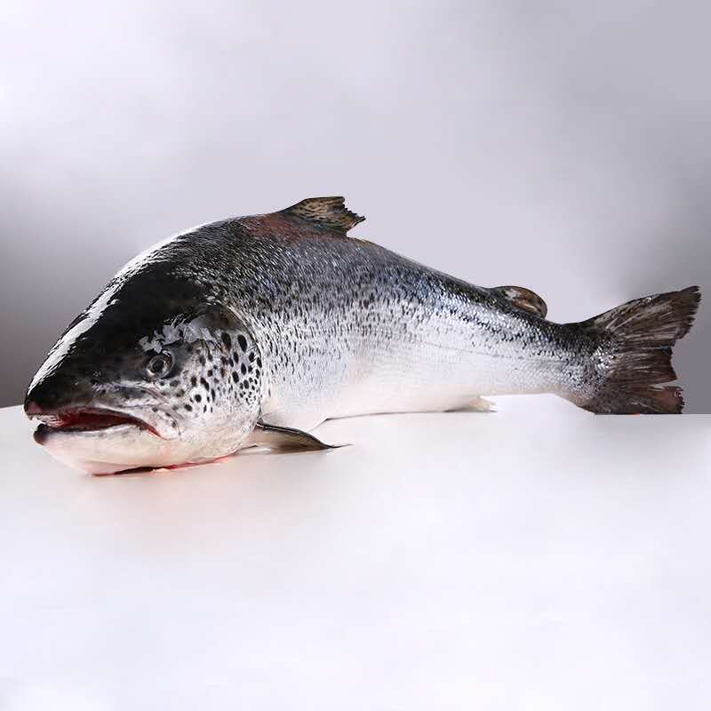 三文鱼鲜活冷冻整条冰鲜三文鱼肉刺食材身产地直发6-12斤一条