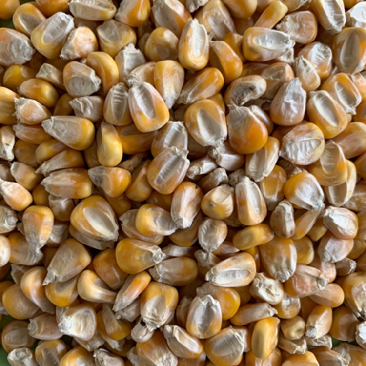 粉质玉米 蛋白含量低 乳猪饲料 易糊化量大价优厂家供应