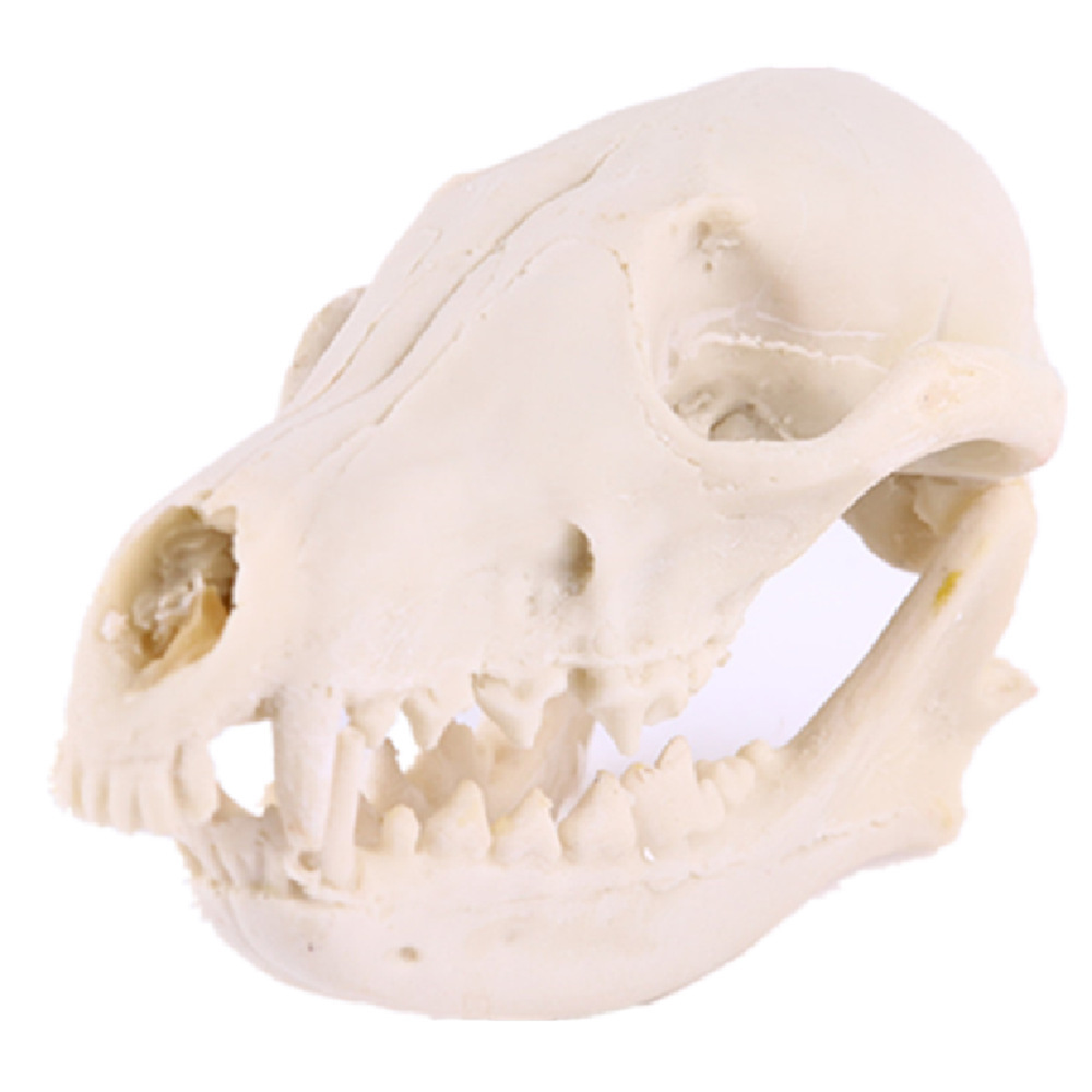 猫头骨模型树脂动物骨骼骨架动物头骨模型树脂骷髅头手把件