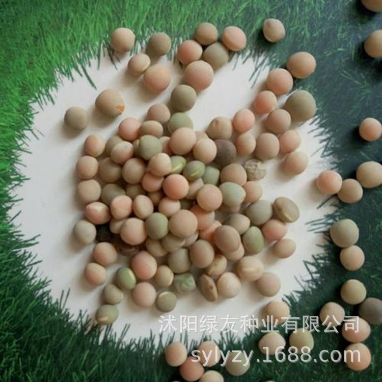 野豌豆种子批发