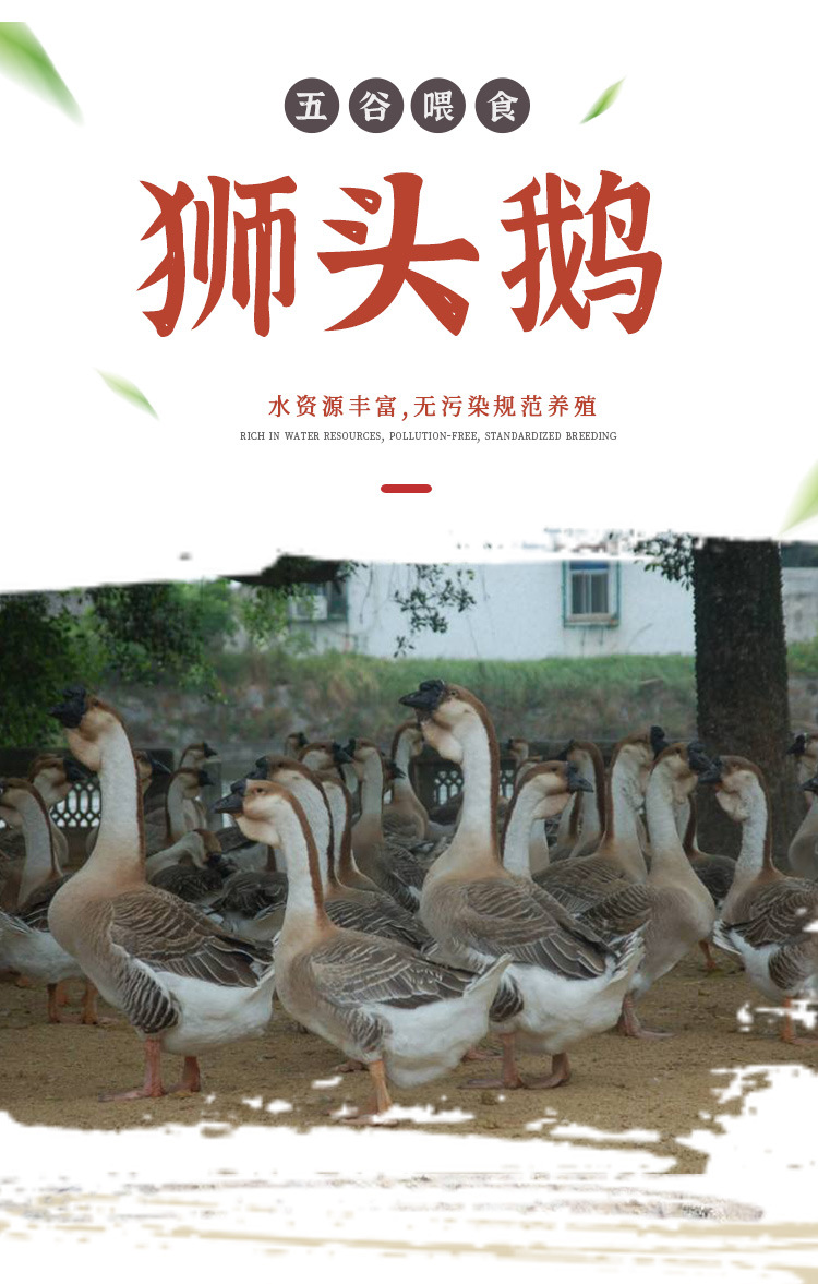 潮汕狮头鹅整只现杀农家散养潮汕特色卤味卤水鹅肉全鹅饭店酒席鹅