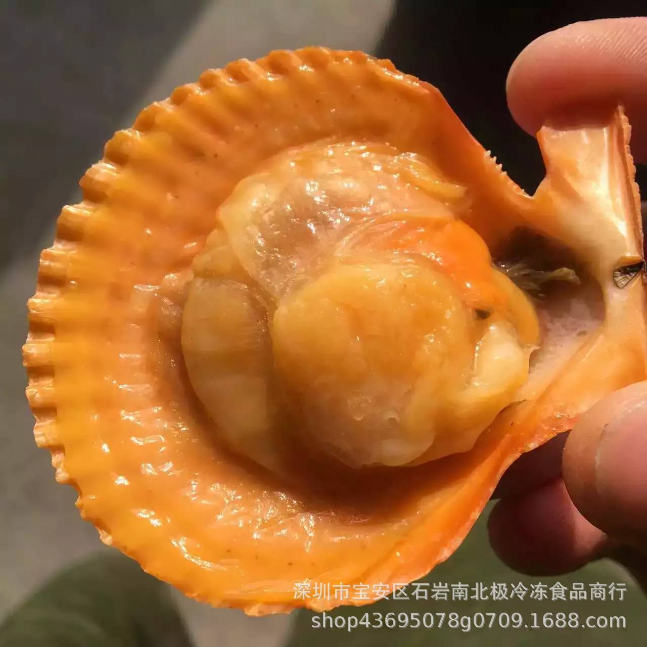 冷冻黄 扇贝 黄金扇贝 80-90只 1箱9斤 贝扇贝