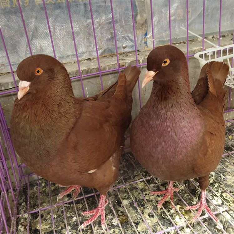 特价出售大体元宝鸽 红卡奴肉鸽图片 大体元宝鸽价格