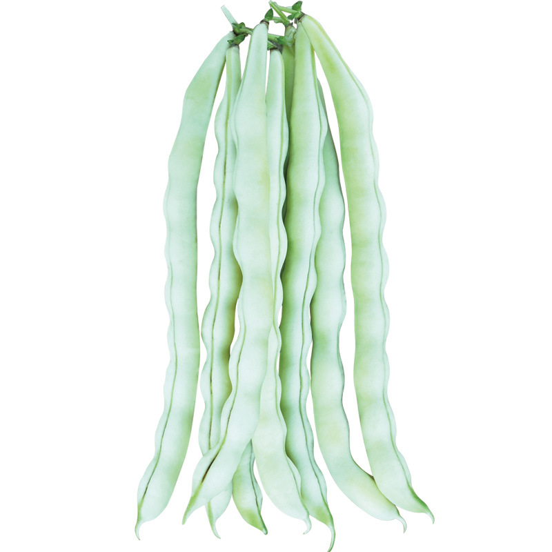 aa白色四季豆种子白不老架豆种籽春秋季播种芸豆撘架爬藤蔬菜种孑