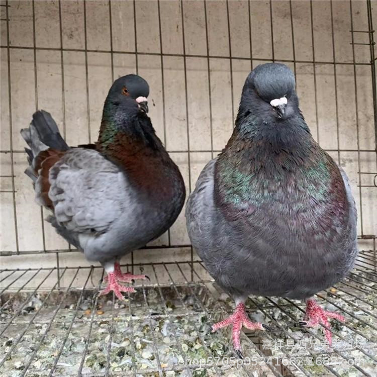 中国红元宝鸽价格 纯种特大元宝鸽现货直销 青年元宝鸽多少钱一对