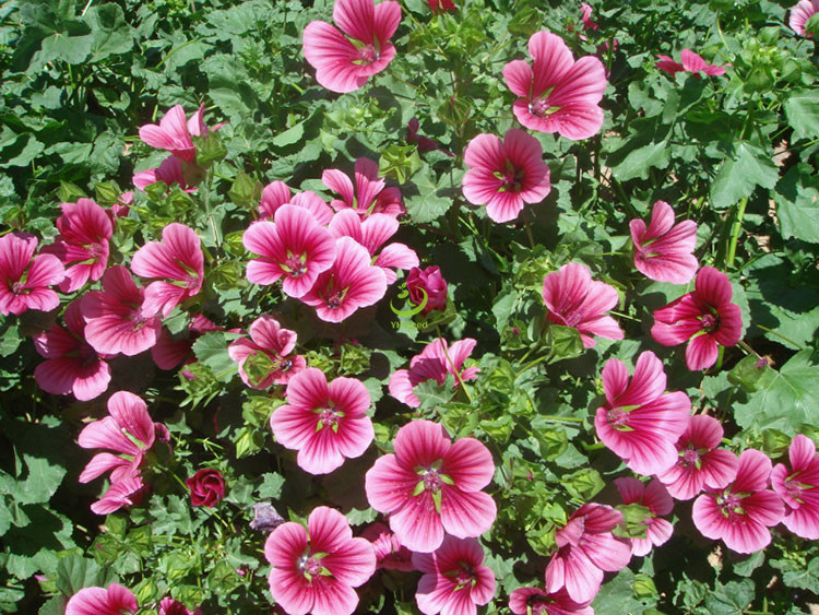 厂家供应马洛葵景观工程绿化花种袋装 马洛葵花种袋装