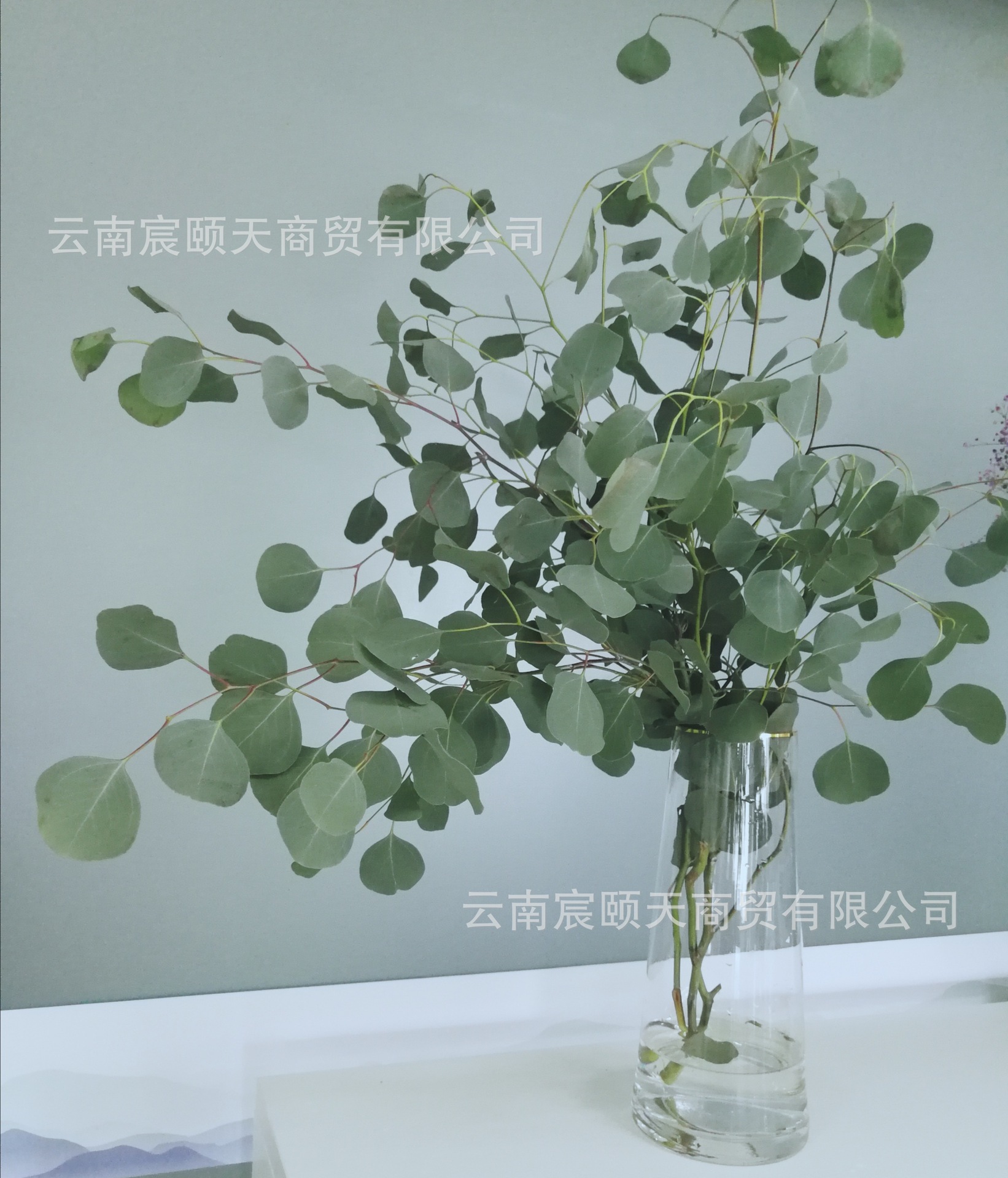 尤加利配叶 小叶单支,苹果叶尤加利,细叶尤加利,圆叶尤加利