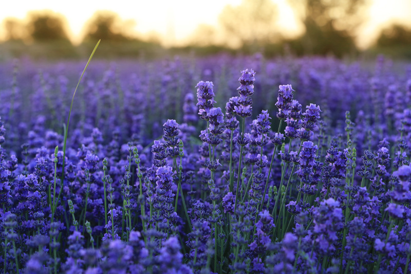 有机薰衣草干花2021年新货太空蓝手工花基地直发薰衣草干花