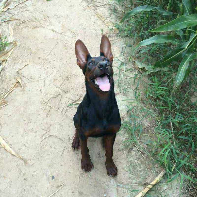 莱州红幼犬活体纯种苏联红狼犬大型猛犬看家犬双血统猎犬莱州