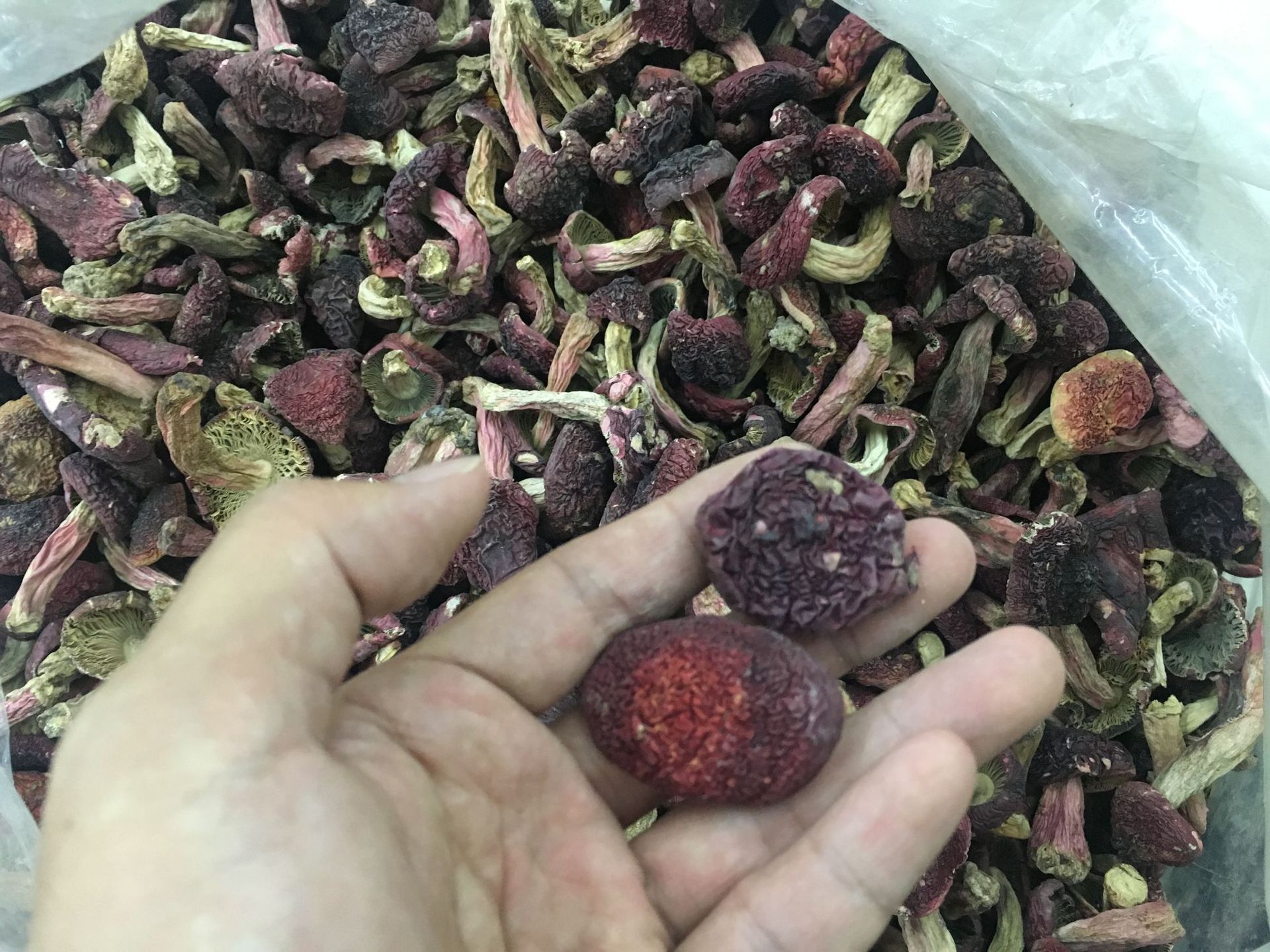 云南楷美农特产红菇菌类干煲汤食材货正红磨菇散装250g可代发