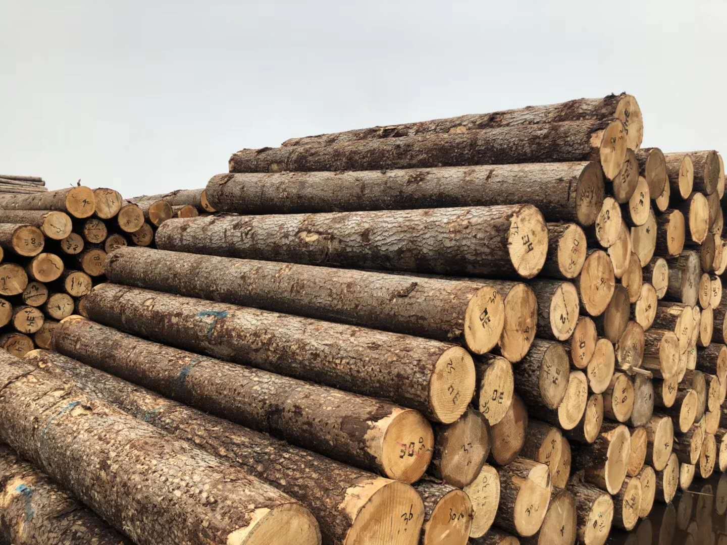 优质白松原木 工地河道打桩原木 松木桩 原木桩 防洪木桩批发