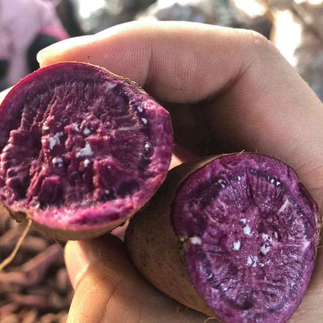 山东紫罗兰紫薯5斤紫色番薯紫番薯一件代发