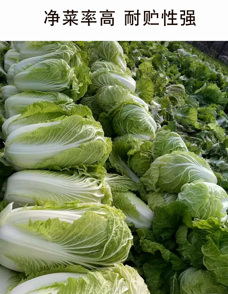 北京大包心白菜种子 农田菜地耐贮广适白菜籽净菜率高