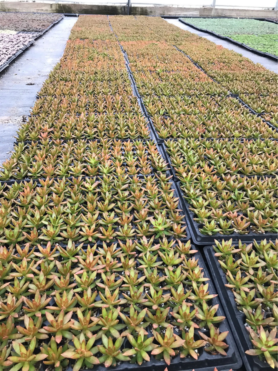 q小全多肉植物花穴盘苗批发肉肉套餐一整盘带盘发货无锡多肉基地