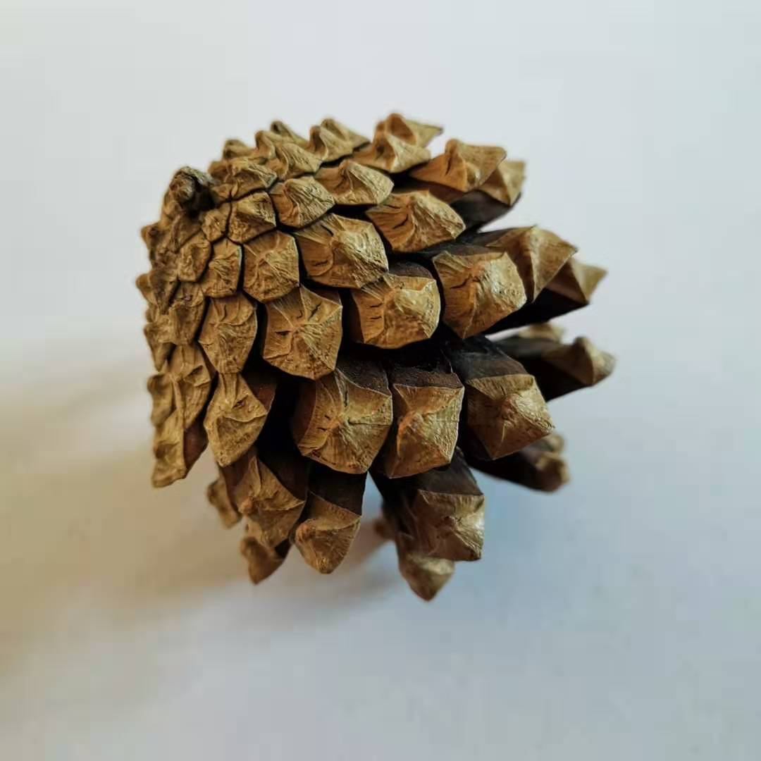 松果1kg美人松樟子松家居摆件圣诞节饰品手工diy