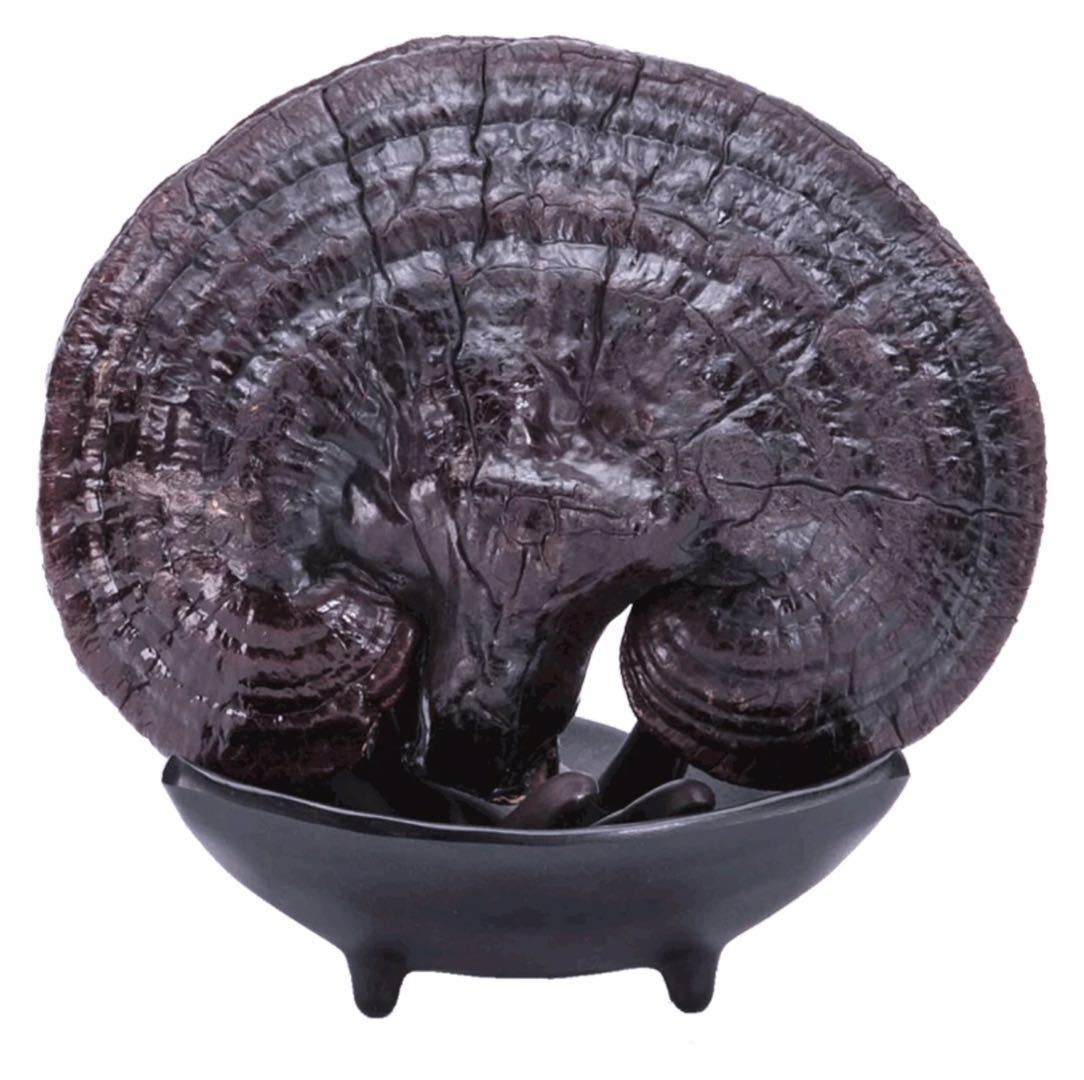 东北特产 长白山 灵芝整枝 紫灵芝 泡酒煲汤 500克 灵芝批发