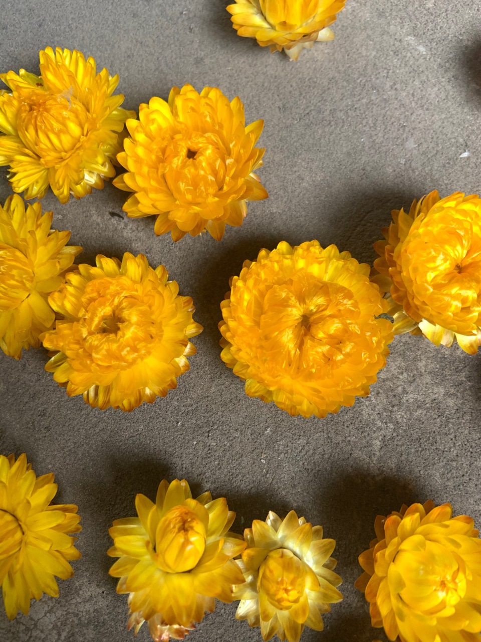 大货如图 云南厂家精选七彩菊麦秆菊干花花头 手工粘花团扇礼品