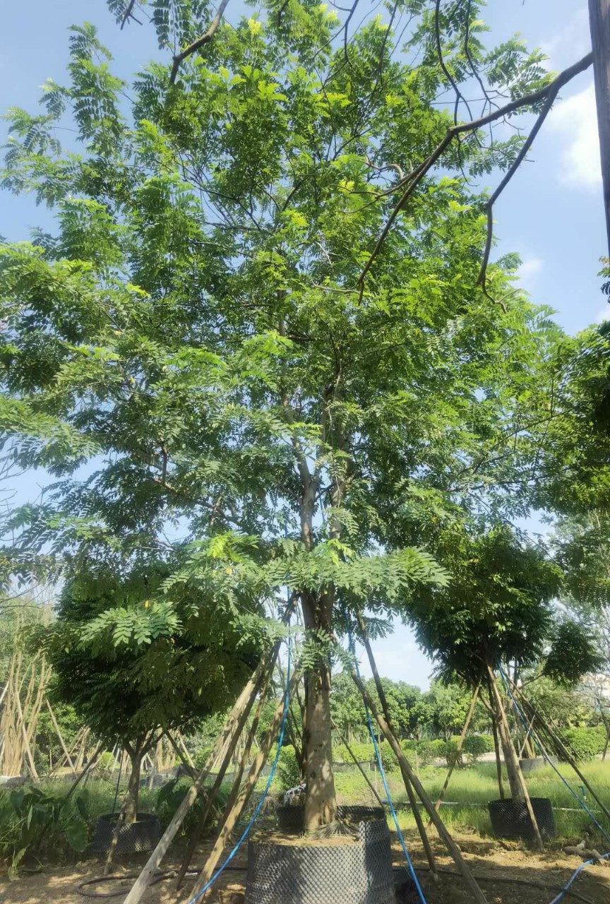 2010供应花旗木泰国樱花大树30cm庭院公园广场观花大乔木