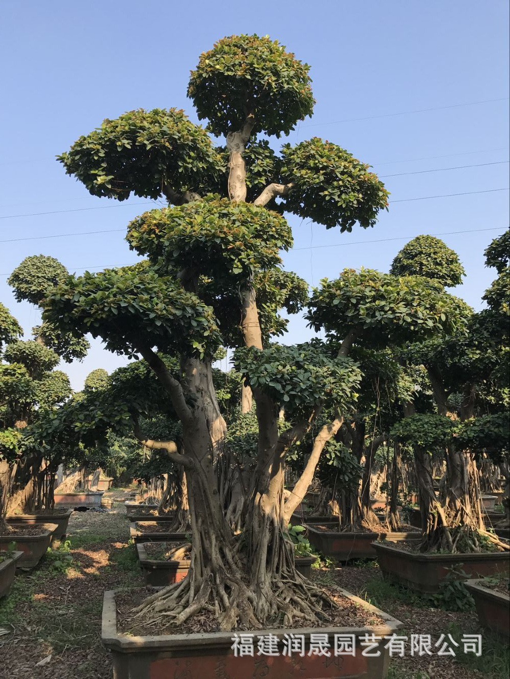 4.5米高嫁接造型小叶榕树桩头基地批发重庆四川成都多头多层叶片