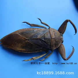 养殖常年销售水鳖虫又俗称田鳖