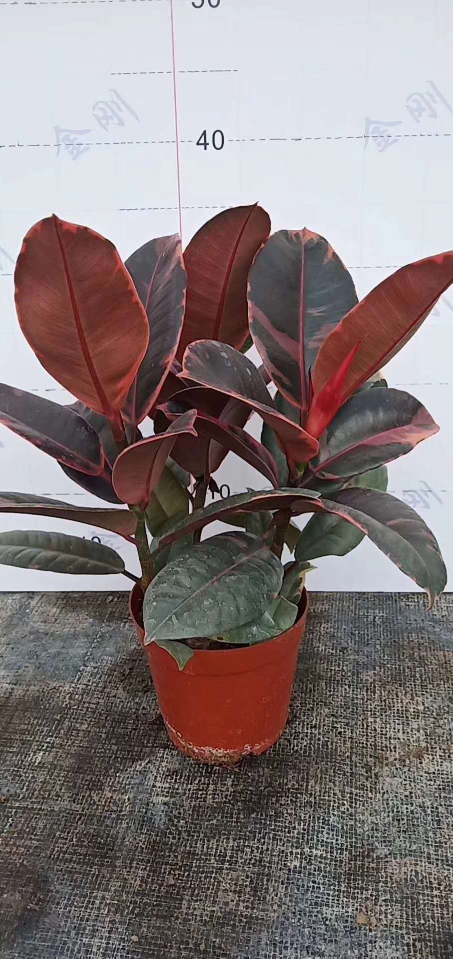【基地直供】橡皮树植物花卉盆栽绿植 居家花植物盆栽 150#红关公